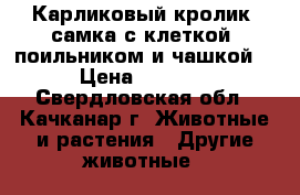 Карликовый кролик, самка с клеткой, поильником и чашкой. › Цена ­ 2 500 - Свердловская обл., Качканар г. Животные и растения » Другие животные   